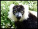 lemur-1